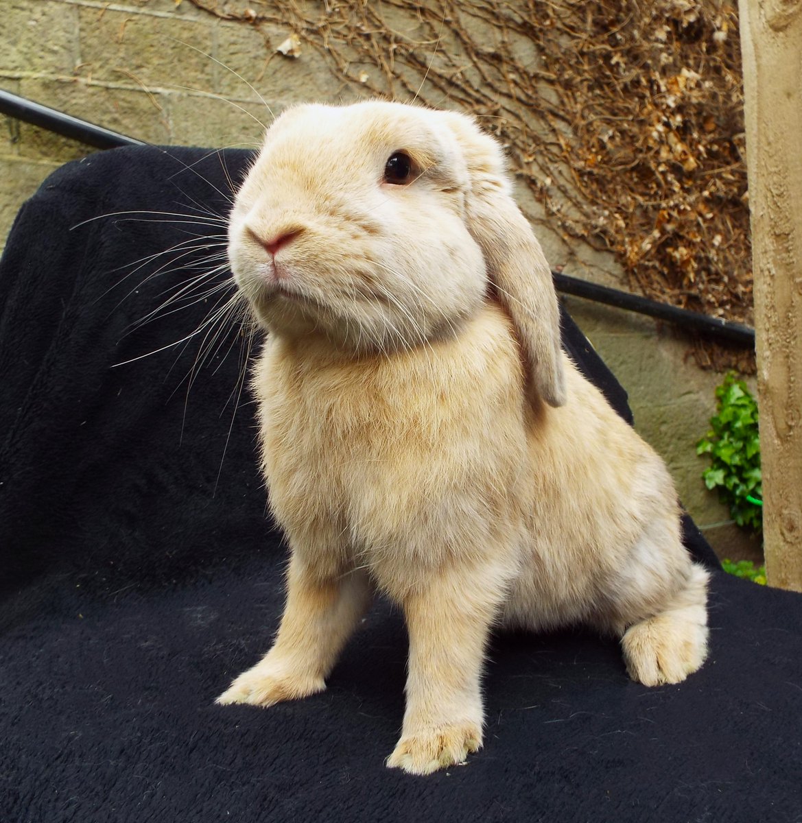 BleakholtF's tweet image. George needs a home, he was found left on a roadside in a pet carrier in April. He's around 3-4 years old and now healthy, neutered, vaccinated &amp;amp; ready for a new start. George is quite laid back &amp;amp; fine with people. Details-bleakholt.org soon.🐰 #AdoptDontShop #rabbits