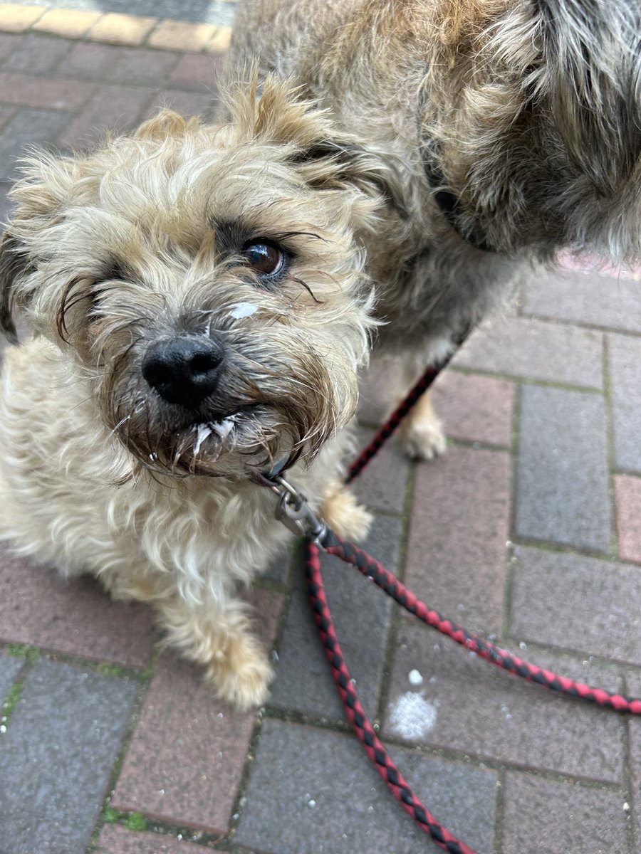 We went to the Isle of Wight this week and had our first doggy ice cream. Not sure why it’s taken till we’re 8 and 5 to get one but it was worth the wait……