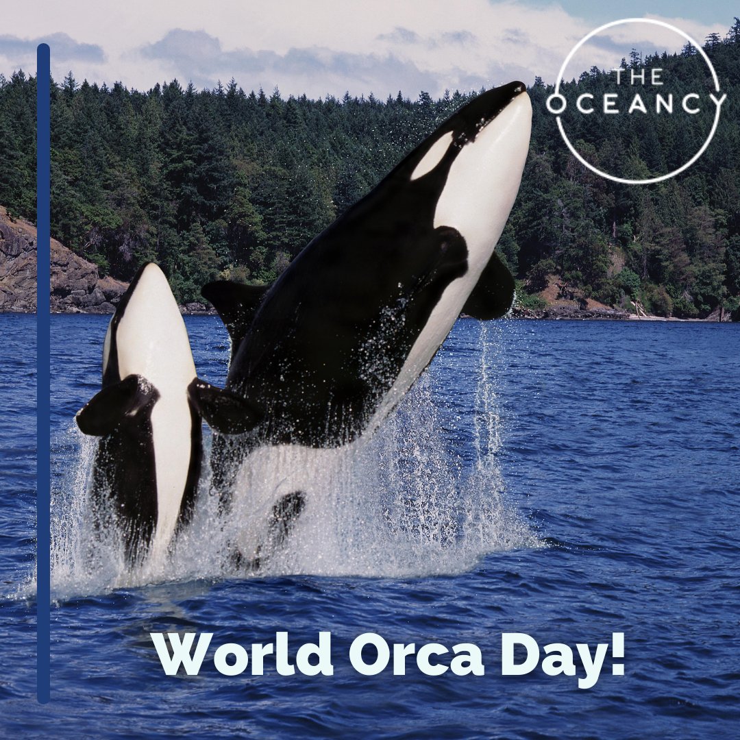 The Oceancy tweet media