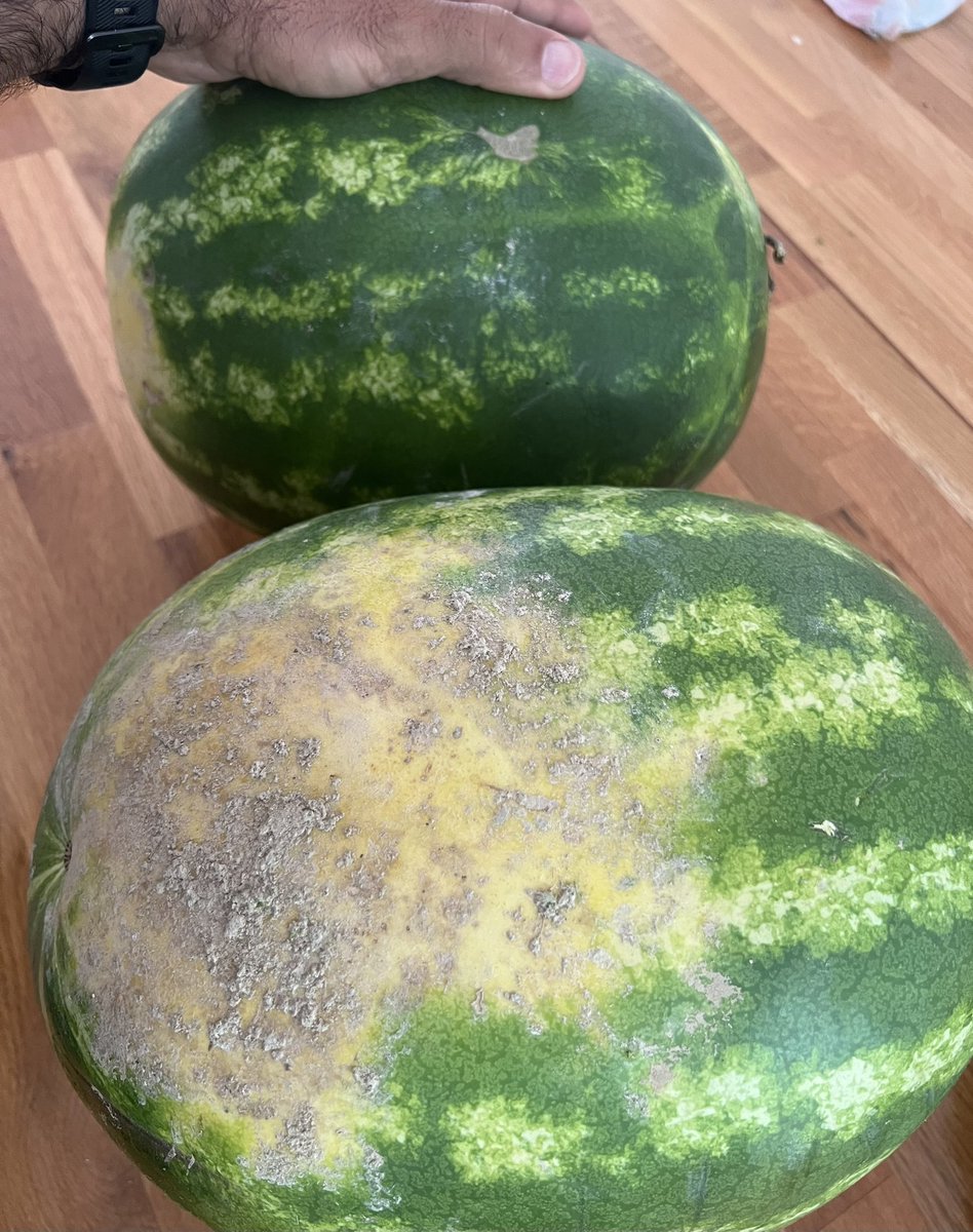 ozznujen's tweet photo. Lyckligare kan ingen vara… än jag, när jag lagt händerna på två riktigt fina vattenmeloner. SLÄPP MIG!! 😅🍉🤷🏻♂️❤️ Kêyfxweştir kes nîne… ji min pêtir, çaxa/dema du heb zebeş dikevin destên min. MIN BERDIN!!
#vattenmelon #zebeş #swedish #kurdish https://t.co/5GLn38vEuP