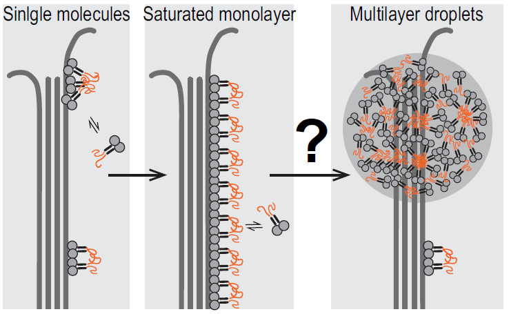 Phase separation on microtubules: from droplet formation to cellular function? See what Anna Akhmanova and I had to say in response to this question in our new review at @TrendsCellBio authors.elsevier.com/sd/article/S09…