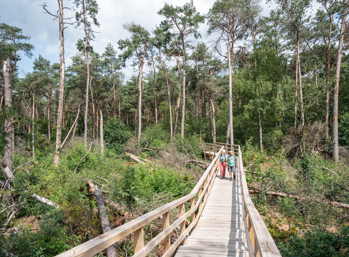 Eergisteren met @WolfsWandelplan op pad geweest om de wandeling bij Leersum uit de gids Wandelen over de Utrechtse Heuvelrug van <a href="/uitgeverijGO/">Uitgeverij GO</a>  te herzien. Het Stormpad met zicht op de ravage van de storm d.d. 20 juni 2021  is er nu in opgenomen.
