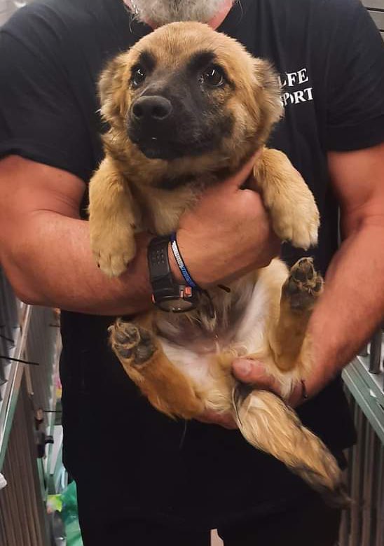 LiekeBessems's tweet photo. Hiiii meet our new rescue dog!🐶 He is finally on his way from Romania😍❤️ I’m sooooo excited to meet him🥰 https://t.co/eltPYMG7SR