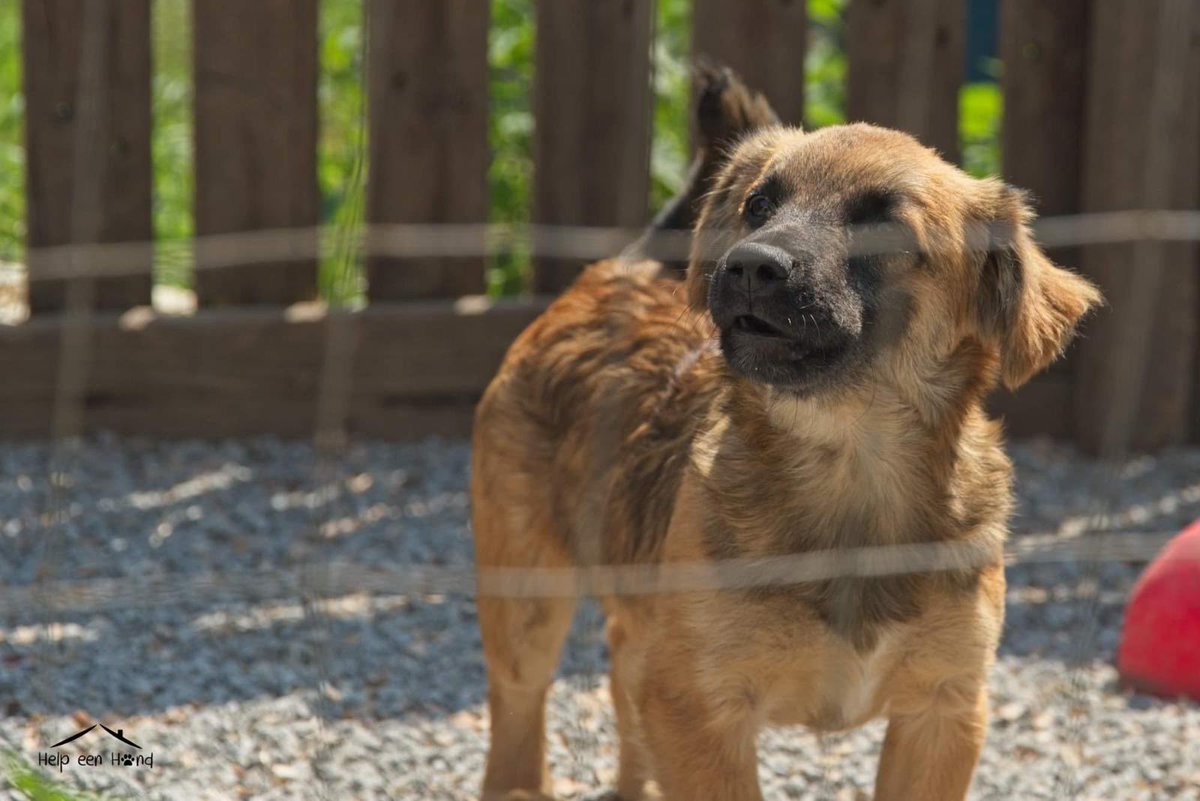LiekeBessems's tweet photo. Hiiii meet our new rescue dog!🐶 He is finally on his way from Romania😍❤️ I’m sooooo excited to meet him🥰 https://t.co/eltPYMG7SR