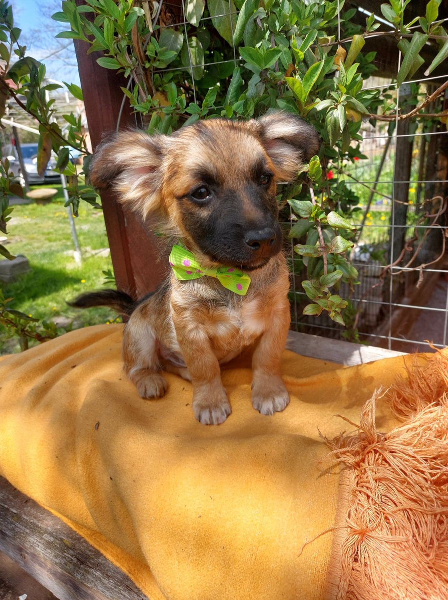 LiekeBessems's tweet photo. Hiiii meet our new rescue dog!🐶 He is finally on his way from Romania😍❤️ I’m sooooo excited to meet him🥰 https://t.co/eltPYMG7SR