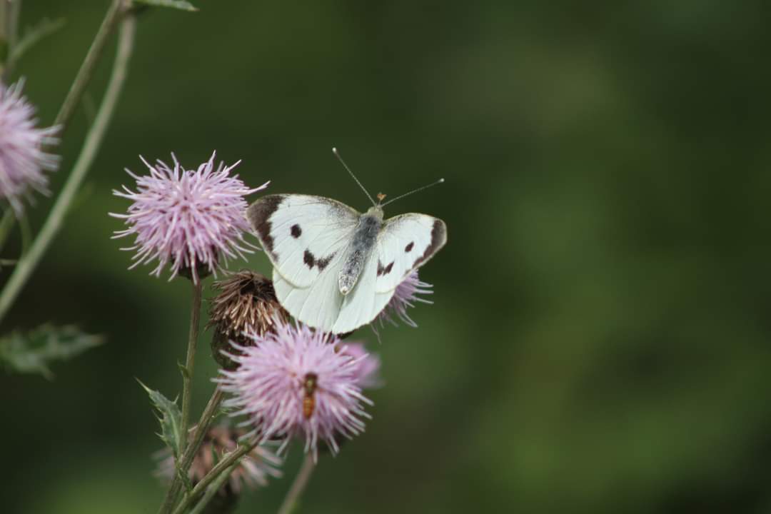 Taken at Magdalen Nature Reserve Winchester.  Brown Argus Red Admiral Brimestone Large White.
