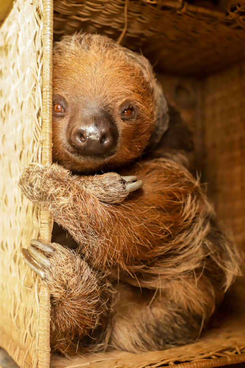 Exciting news! 🥳 Meet Mo, our adorable new sloth! 🦥🌴 paigntonzoo.org.uk/news/paignton-… Mo will be enjoying some off-show time in Tropical Trails while he settles in before coming out to say hello 👋🩷 #SlothLife #CuteCreatures #NewAnimal #ZooLife