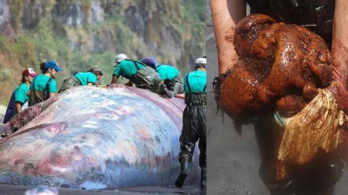NazologyInfo's tweet photo. 打ち上がったマッコウクジラから7700万円相当の「龍涎香」が見つかる！
https://t.co/zCimpDAWCw

西ULPGCはスペイン領ラ・パルマ島に打ち上がったマッコウクジラから希少な香料として有名な竜涎香の巨大な塊を発見。50万ユーロの価値があり調査チームは現在買い手を探している。 https://t.co/jEpnobddqT