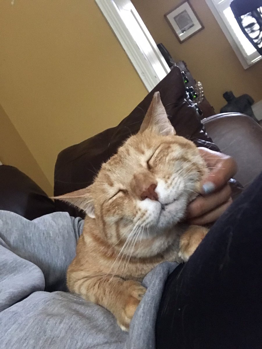 Catswhiskersuk's tweet photo. Our journey with Meg has been absolutely amazing! We've become the best of friends, and I can't get enough of her purrs and cuddles. Seriously, she has the cutest face ever! It's a daily dose of heart-melting adorableness. #MegsAdventures #BestFurryFriend #PurrfectCuddles #Cutest https://t.co/AgdurH74zP