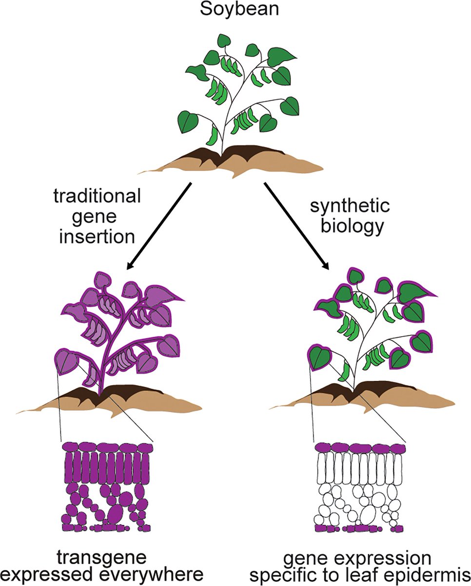 PLOS Biology tweet media
