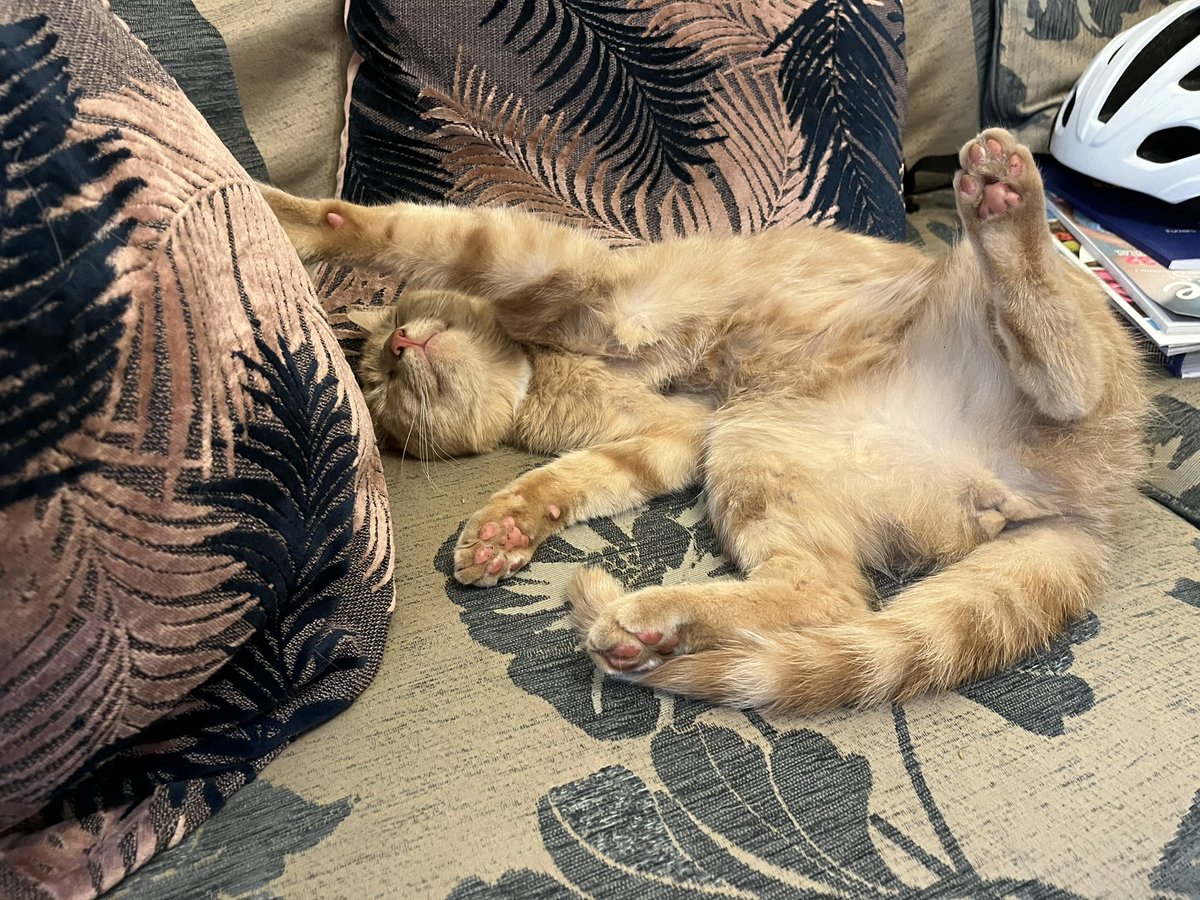 talisman_cat's tweet photo. My nephew Franklin giving it large for #jellybellyfriday https://t.co/VgHsRR6EkM