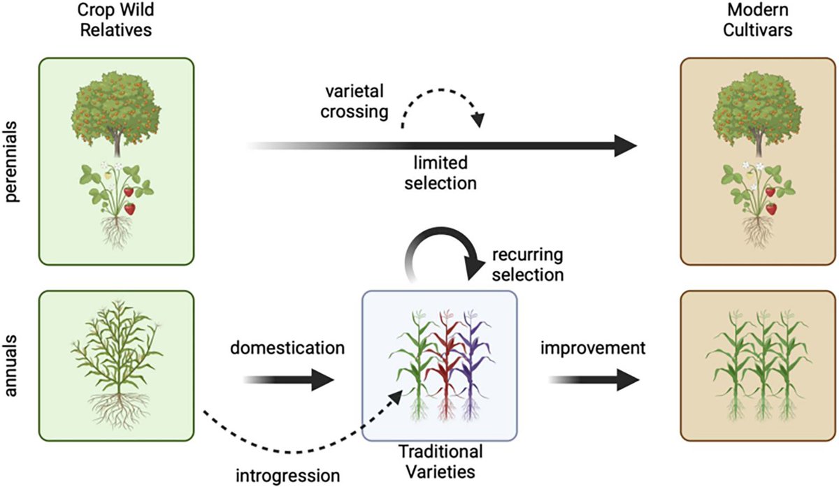 PLOS Biology (@plosbiology) on Twitter photo The wild relatives of domesticated plants have genetic diversity that could help crops adapt to #ClimateChange. <a href="/jrossibarra/">Jeffrey Ross-Ibarra</a> <a href="/MitchFeldmann/">Mitchell Feldmann</a> <a href="/PeterLMorrell/">Peter L. Morrell</a> &co look at how wild relatives and traditional varieties can be utilized to improve #crops.
plos.io/3XPnVF0 The wild relatives of domesticated plants have genetic diversity that could help crops adapt to #ClimateChange. <a href="/jrossibarra/">Jeffrey Ross-Ibarra</a> <a href="/MitchFeldmann/">Mitchell Feldmann</a> <a href="/PeterLMorrell/">Peter L. Morrell</a> &co look at how wild relatives and traditional varieties can be utilized to improve #crops.
plos.io/3XPnVF0