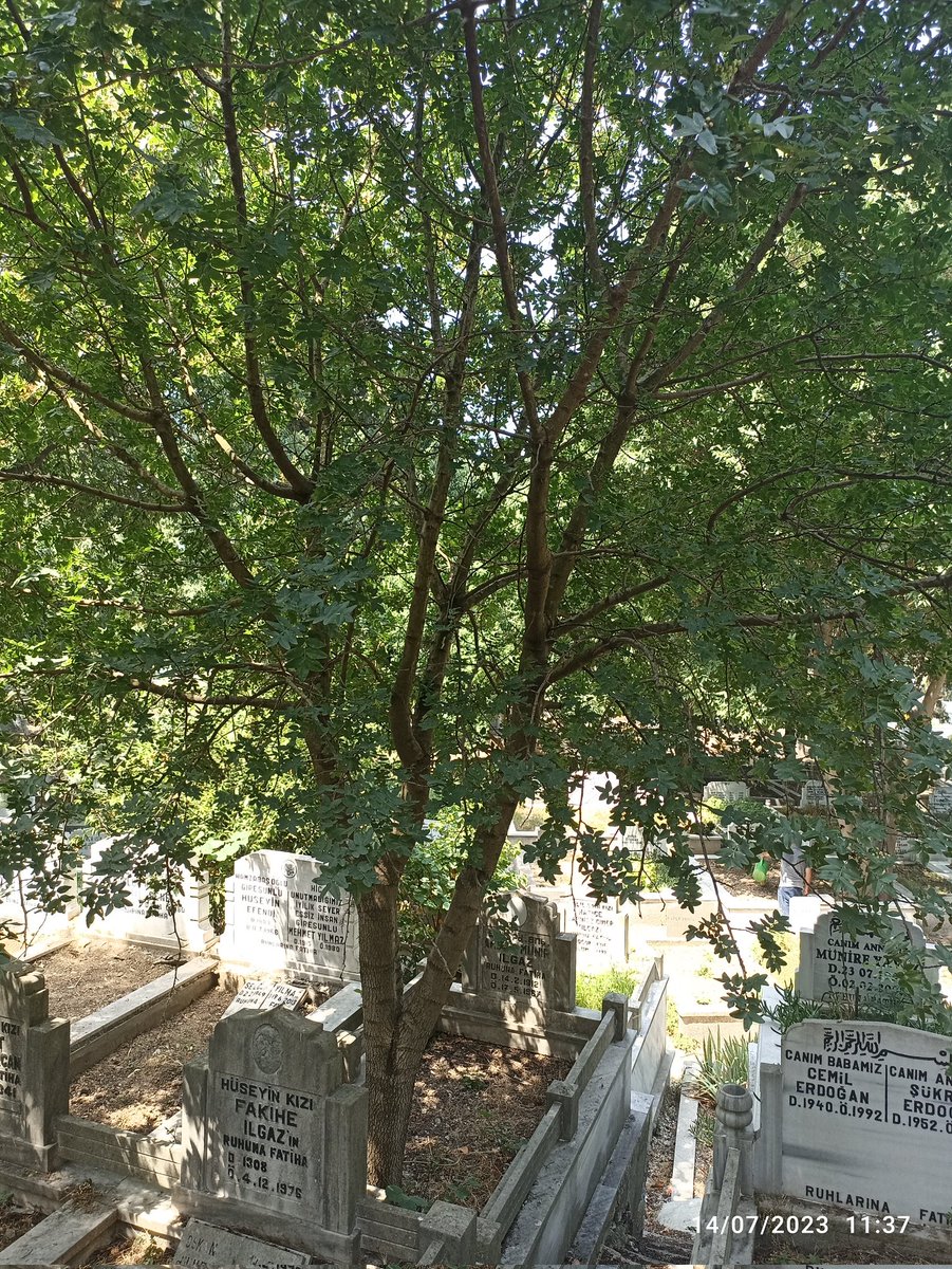 Onun toprağından devam ettiği için yaratılmaya hayat,
Ruhuna Fatiha okudum geçmişlerimin.
Sadece siyah-beyaz resimlerde gördüğüm dedem,
Koca bir ağacın yapraklarında ve dallarında.
Allah rahmet eylesin.