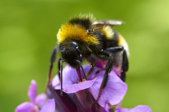 We have Urban Nature Days coming up at @AstonHallMuseum tomorrow, @Sarehole_Mill 12 Aug & @WeoleyCastleR 2 Sept. These fun days are also important as they will help us to improve the wildlife habitat. Find out more from Natural Sciences Curator @lukaslarge birminghammuseums.org.uk/stories/urban-…