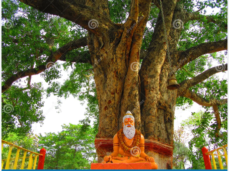 What is the significance of Peepal tree in Hinduism? #SanatanaDharma # ...