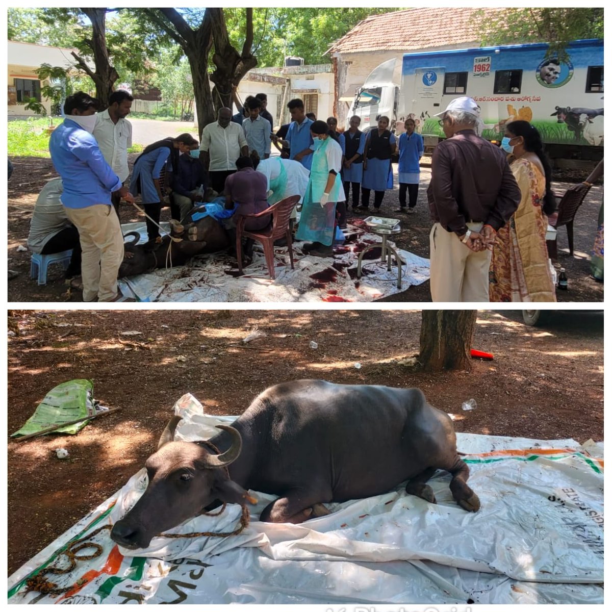 APAHD2024's tweet photo. #APAHD2023 #DrYSRSancharaPasuArogyaSeva #TollFreeNo1962 #CALL1962 #MobileVeterinaryClinicsinAP
Emergency case brought to Veterinary Polyclinic, Ongole through Dr. YSR Sanchara Pasu Arogya Seva Vehicle of Podili area. https://t.co/P9XRpDzESS