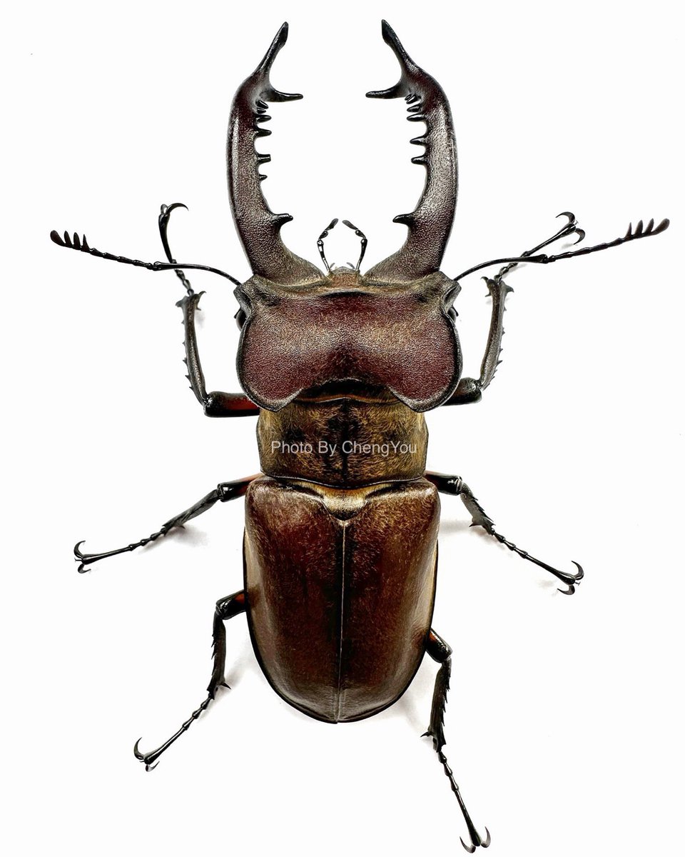 ChengYou0319's tweet photo. 女友發現的長牙大高砂。

2023-台中市和平區 
#高砂深山
#Lucanus #Taiwan https://t.co/qWZqNENexj
