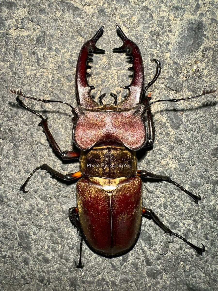 ChengYou0319's tweet photo. 女友發現的長牙大高砂。

2023-台中市和平區 
#高砂深山
#Lucanus #Taiwan https://t.co/qWZqNENexj