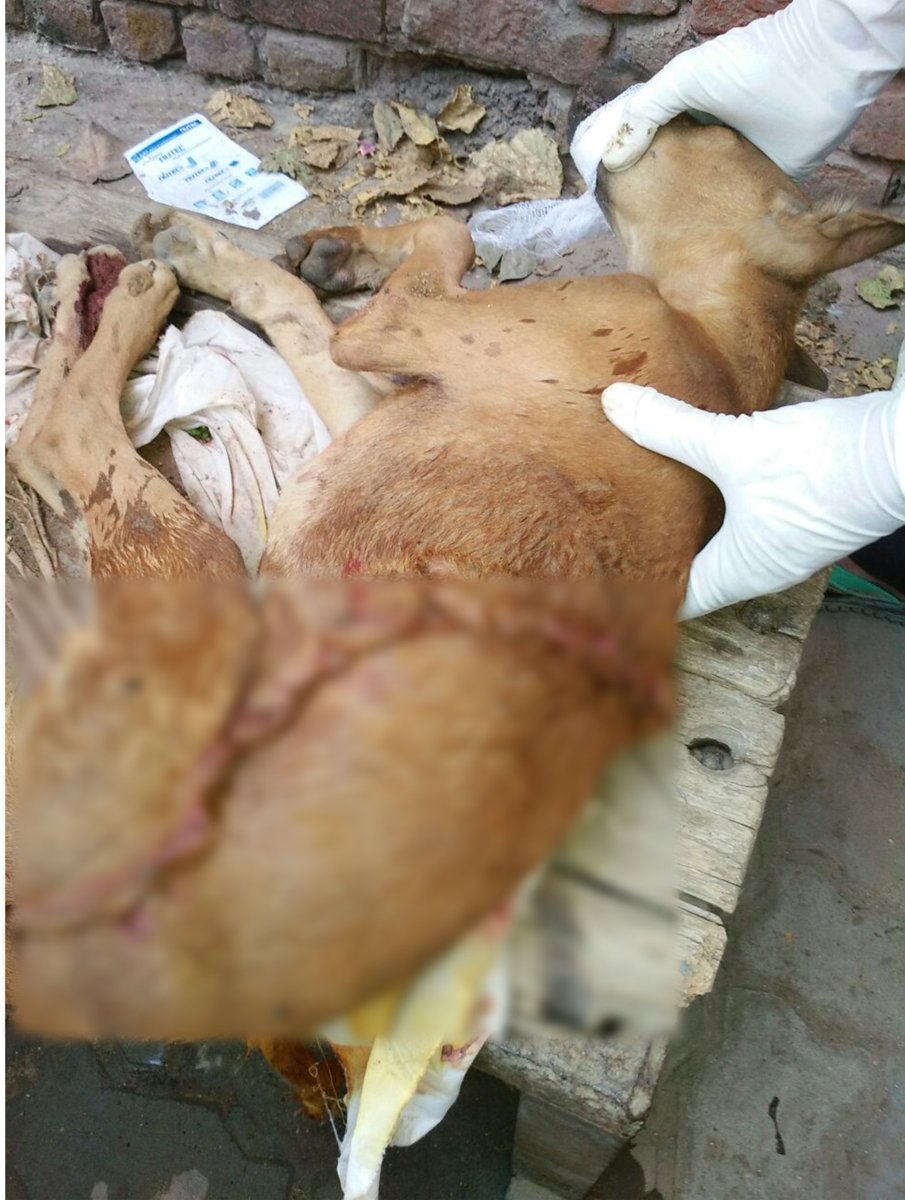 Jeevdaya Activity: Injured dog treated successfully by team of professionals from Shri Navkar Sarvar Kendra Animal Helpline