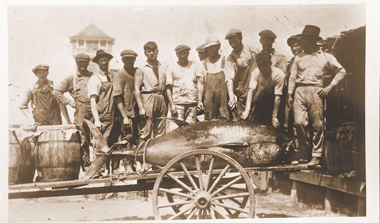 PMonty18's tweet photo. #fisharchitecture #fishweirs from USA/CA in fresh water& salt water. Used for coast shoaling fish tuna & herring. Fresh water traps like those in Puget Sound, Alaska were some of the biggest producers, with a single trap able to capture up to 1.2 million salmon in a season. https://t.co/iPugk1MO0q