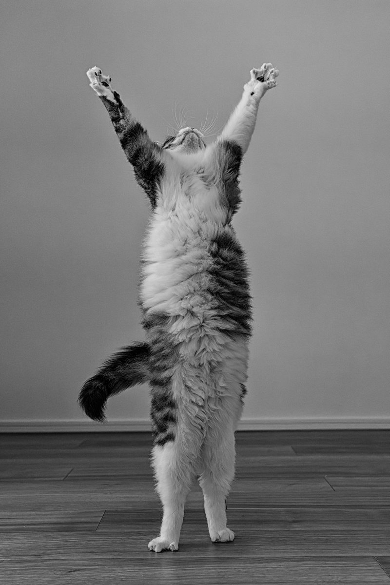 kazutoshi_ono_'s tweet photo. 世界一面白いペット写真を決める「Comedy Pet Photography Awards 2023」
今年も姉弟仲良くそろってファイナリストに選出されました
https://t.co/GEwLP7PlbL
#cppa2023 #comedypetphoto #ねこ #cats #猫好きさんと繋がりたい #猫好き #catlover https://t.co/LQoYv6sSLG