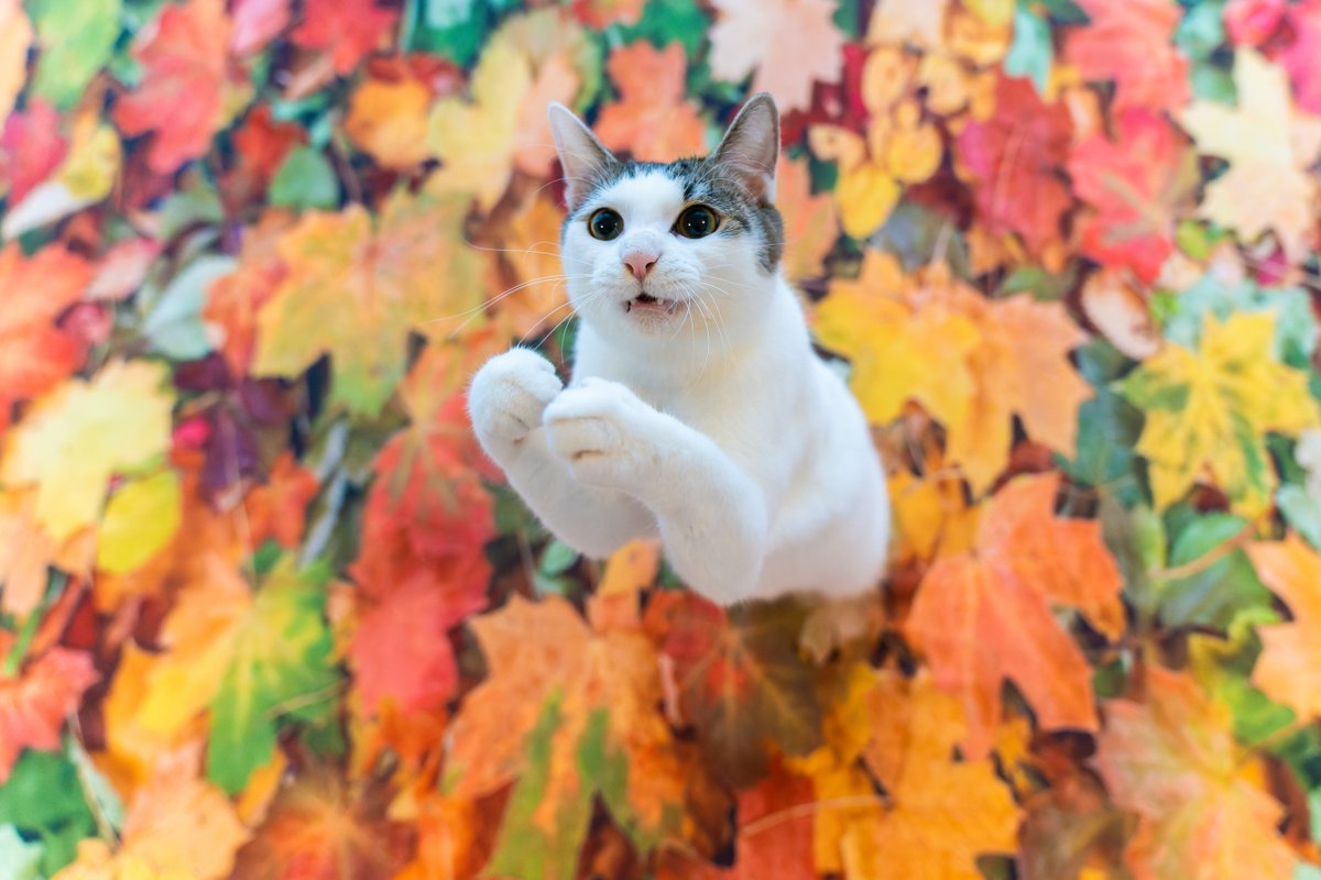kazutoshi_ono_'s tweet photo. 世界一面白いペット写真を決める「Comedy Pet Photography Awards 2023」
今年も姉弟仲良くそろってファイナリストに選出されました
https://t.co/GEwLP7PlbL
#cppa2023 #comedypetphoto #ねこ #cats #猫好きさんと繋がりたい #猫好き #catlover https://t.co/LQoYv6sSLG
