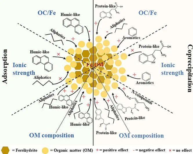Geoderma_Jrnl's tweet photo. New in Geoderma: "Selective associations of organic matter components with ferrihydrite: Implications for Fe-organic matter preservation in tidal flat wetlands" by Jine Wei, Fenfen Zhang, Tangrong He, Jinzhou Du [...] Huan Feng. https://t.co/daQf8pwLMP 
@ECNUER @montclairstateu https://t.co/AH6GfS5G5s