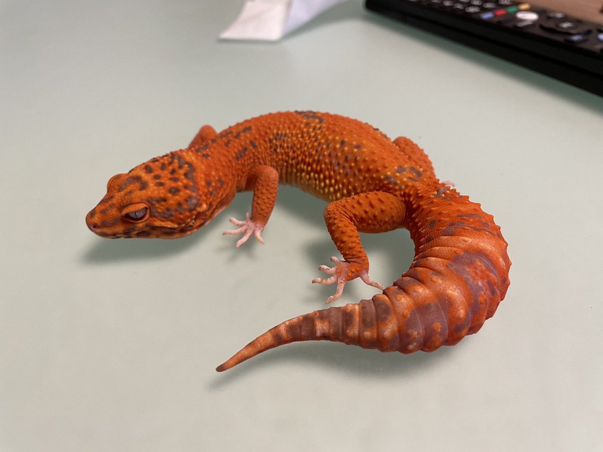 Minireptile_kr's tweet photo. 私から購入して頂いたお客様が
「とても満足しています」と写真を添えて、ご連絡を頂きました!
彼女の本来の色をお客様に届ける事ができ、大変嬉しい気持ちです。
これからも品質の向上に努めます。
#Devilstone
#デビルストーン
#RedDevil
#レッドデビル https://t.co/VoHNYw7Qyd