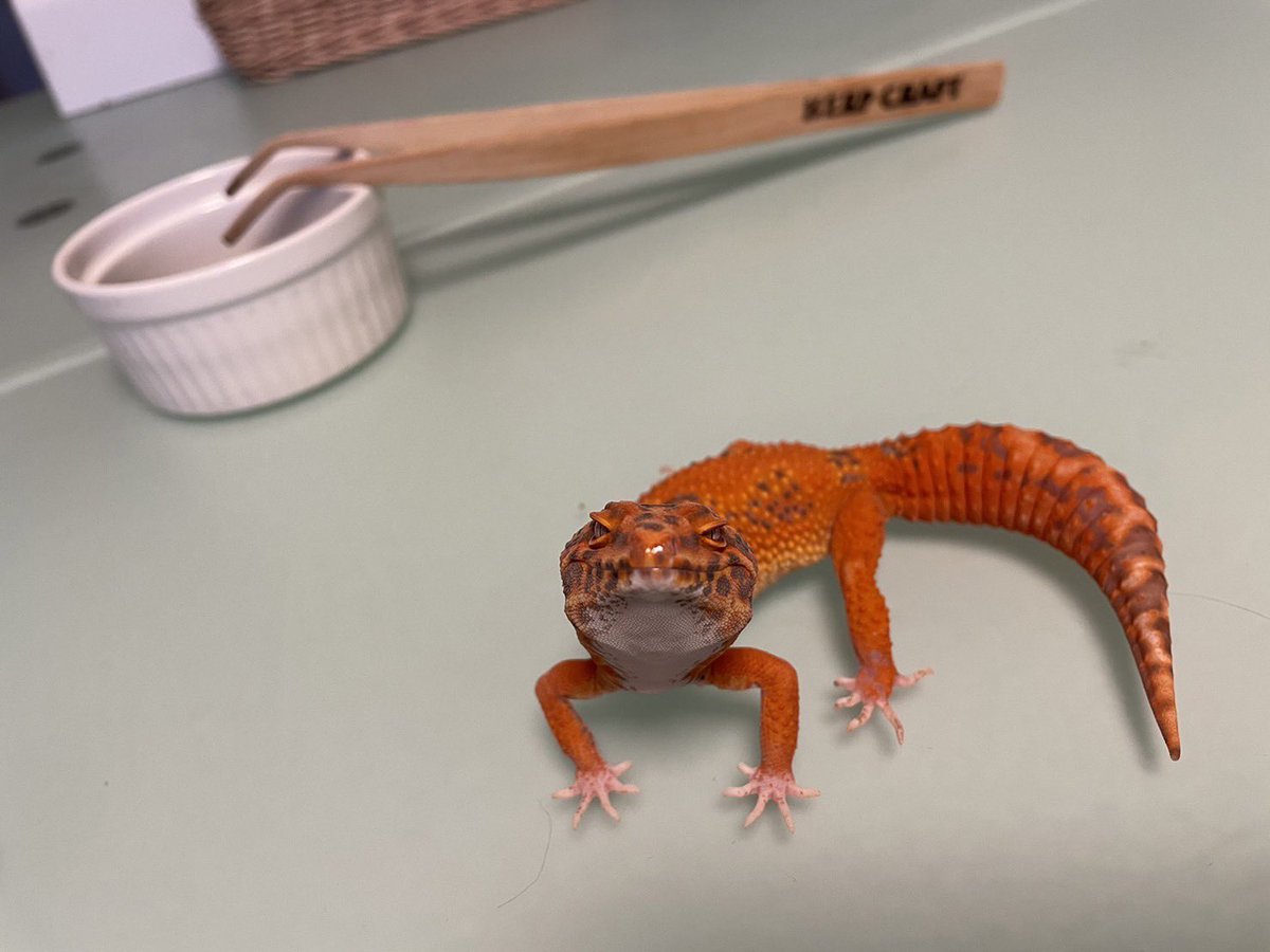 Minireptile_kr's tweet photo. 私から購入して頂いたお客様が
「とても満足しています」と写真を添えて、ご連絡を頂きました!
彼女の本来の色をお客様に届ける事ができ、大変嬉しい気持ちです。
これからも品質の向上に努めます。
#Devilstone
#デビルストーン
#RedDevil
#レッドデビル https://t.co/VoHNYw7Qyd