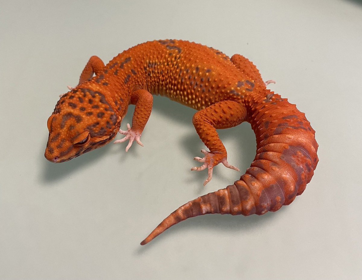 Minireptile_kr's tweet photo. 私から購入して頂いたお客様が
「とても満足しています」と写真を添えて、ご連絡を頂きました!
彼女の本来の色をお客様に届ける事ができ、大変嬉しい気持ちです。
これからも品質の向上に努めます。
#Devilstone
#デビルストーン
#RedDevil
#レッドデビル https://t.co/VoHNYw7Qyd