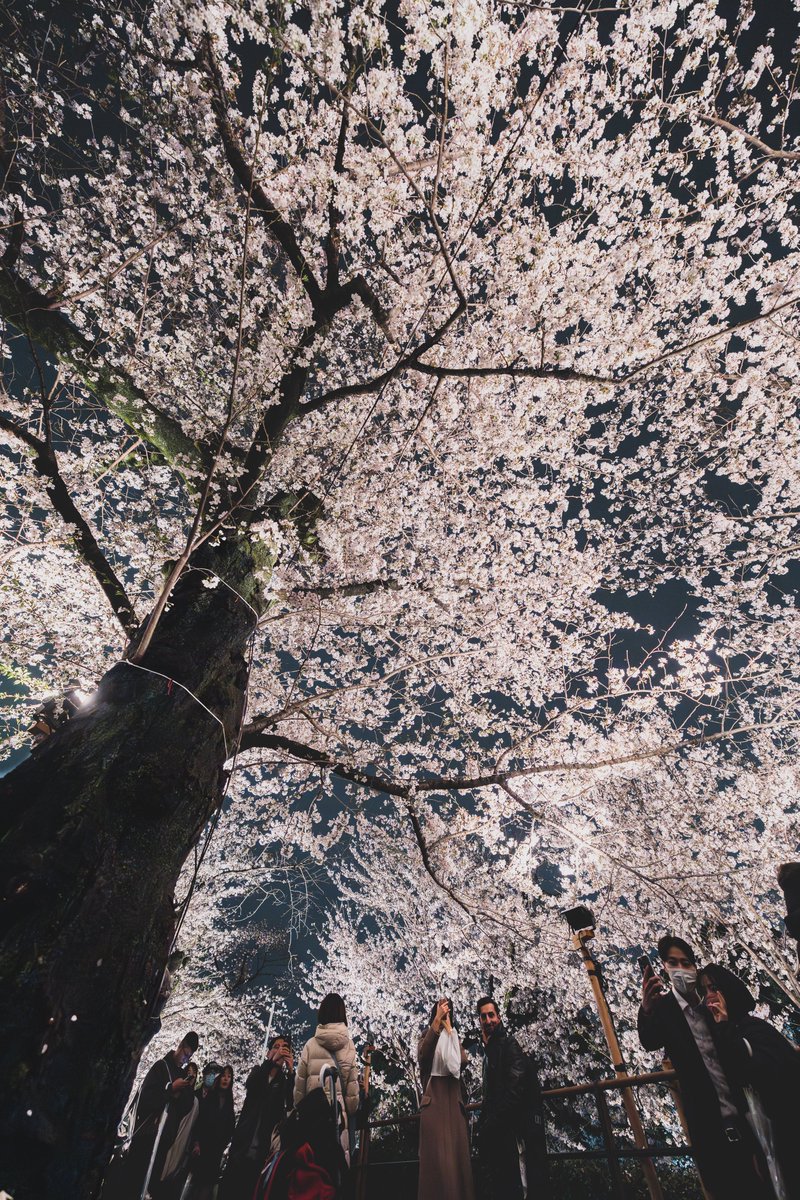 TakuyaAkahoshi's tweet photo. Gazing Up at the Cherry Blossoms
夜桜を見上げて https://t.co/LGZDhtWTye