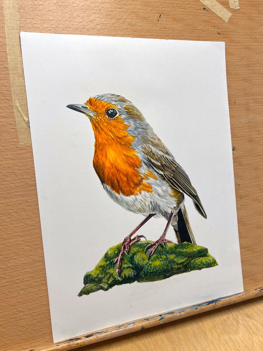 AtelierGeeraets's tweet photo. Tekening gemaakt. Het is een Roodborstje. 

‘Leeuwenhart’
30 x 40 cm
Gepigmenteerde inkt op papier

Retweet is lief. https://t.co/t8Rv6P2CAL