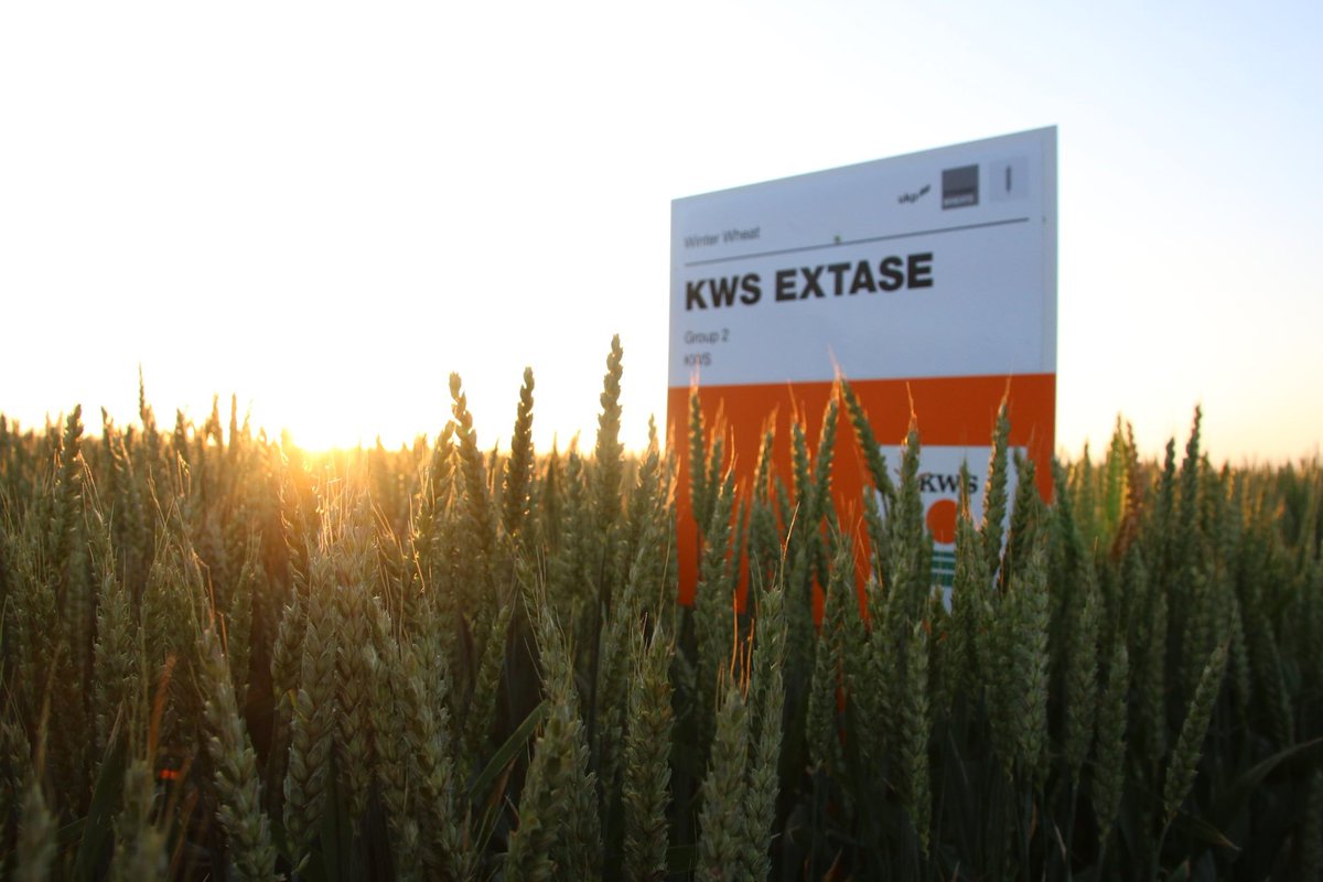 KWS Extase - It's still the highest untreated untreated yield on the RL! 👏  KWS Extase is a top choice for farmers looking for a high-yielding breadmaking wheat. 🍞 Find out more about what Extase can offer you on farm this season. ow.ly/wtlP50P0bJA
