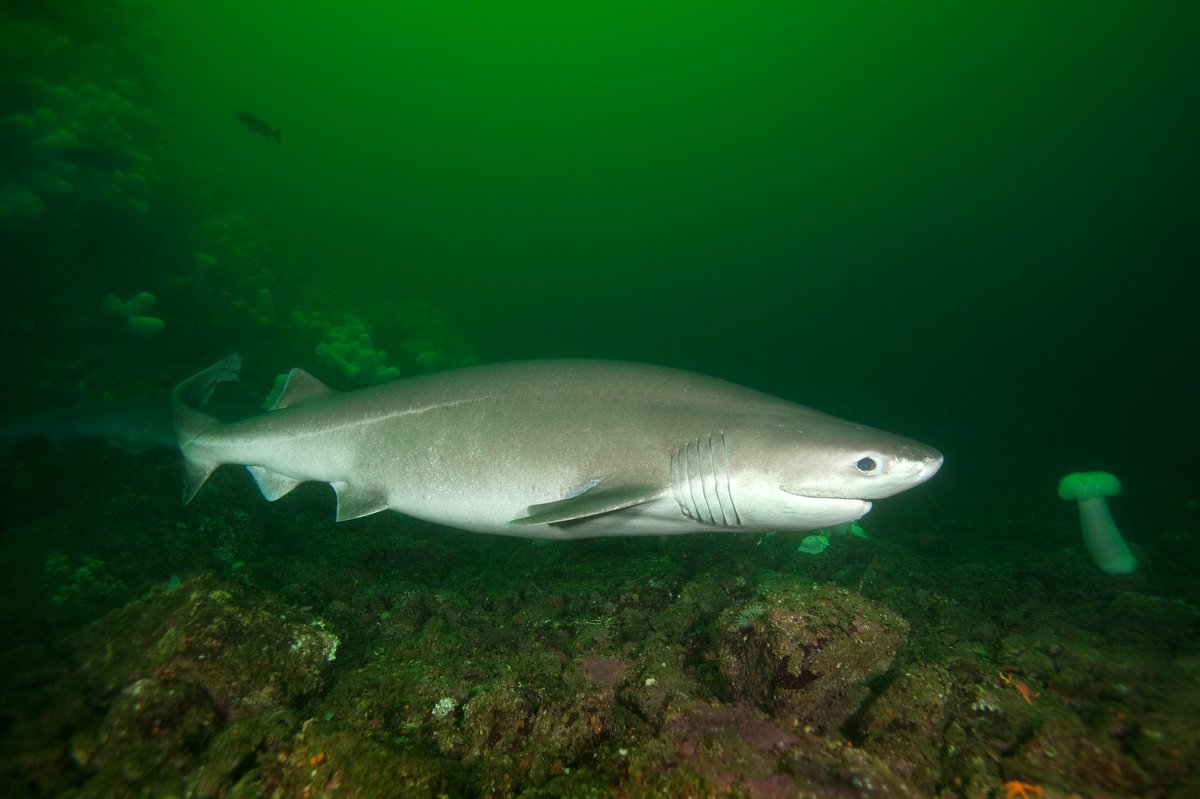 PolCa98's tweet photo. ¡Feliz #SharkAwarenessDay!🦈

Oficialmente hoy es el día para recordar la gran importancia que poseen estas especies maravillosas y amenazadas (concretamente, 1 de cada 3 especies).Por su rol en el mantenimiento y funcionamiento de las redes tróficas, son especies clave.
#Ciencia https://t.co/QqnOy4ul78