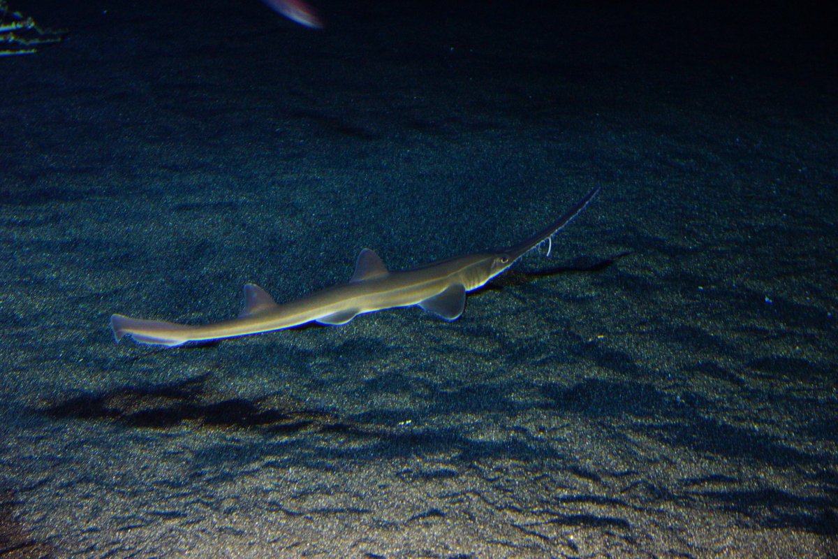 PolCa98's tweet photo. ¡Feliz #SharkAwarenessDay!🦈

Oficialmente hoy es el día para recordar la gran importancia que poseen estas especies maravillosas y amenazadas (concretamente, 1 de cada 3 especies).Por su rol en el mantenimiento y funcionamiento de las redes tróficas, son especies clave.
#Ciencia https://t.co/QqnOy4ul78