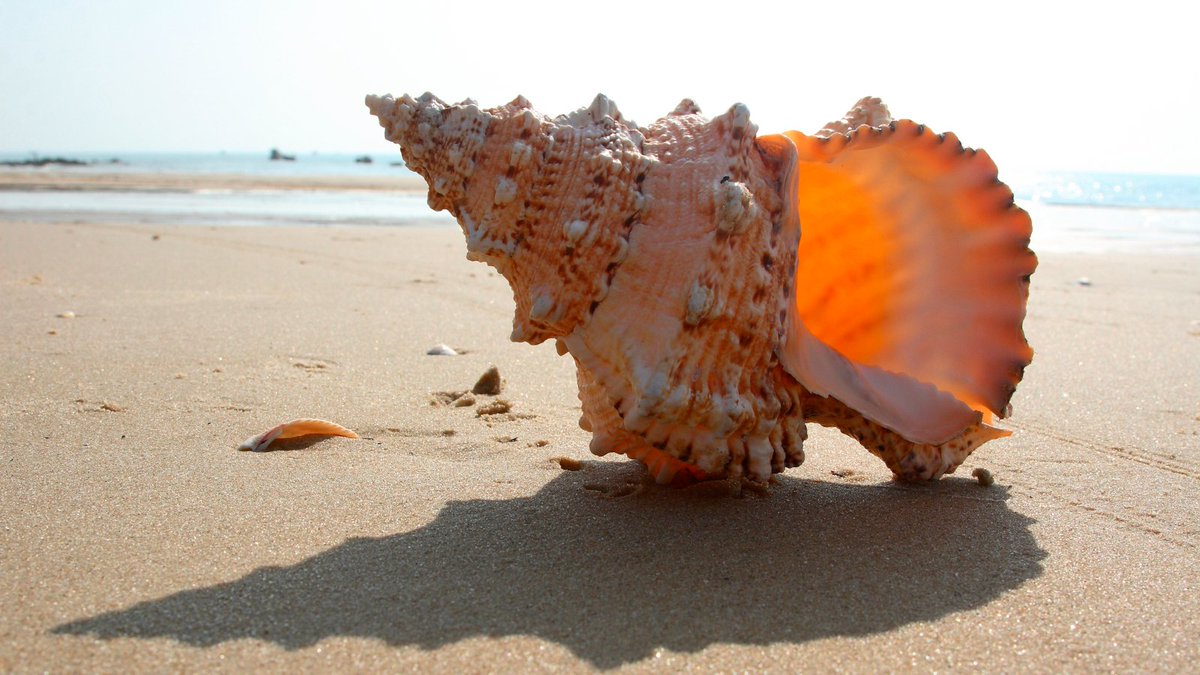 uniquetimesorg's tweet photo. The Mystery Of Hearing The Ocean In A Shell
Know more: https://t.co/wPZ9btBPVz
#uniquetimes #LatestNews #oceanshell #acoustic #naturalworld #neuroscience https://t.co/lPEo1loCN0