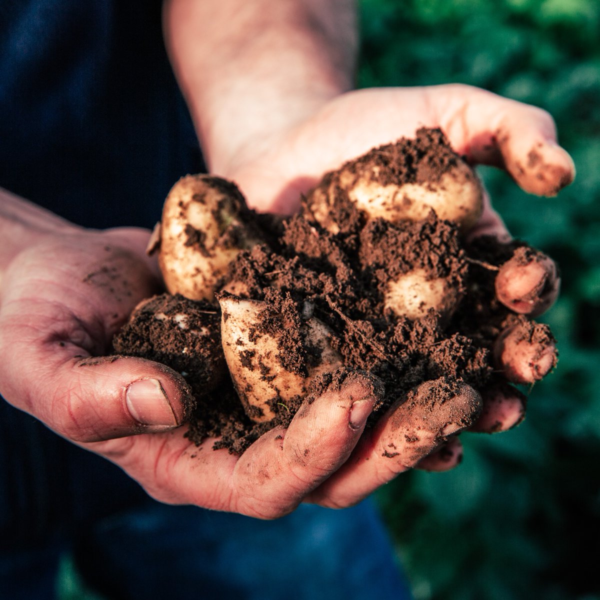 Jersey Royals tweet media