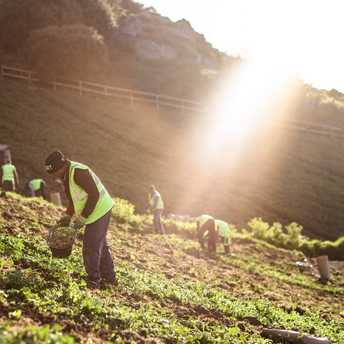 40,000 tonnes of #JerseyRoyals later and the 2023 season is drawing to a close. Our farmers have put in all their hard work to ensure you receive the best crop over the season and what a job well done! #seasonalproduce #simplyseasonal