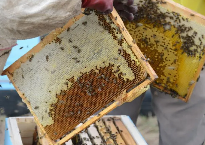 AnthonyIso10's tweet photo. A beekeeper's wife. Dilom Allanova has 7 years of experience in beekeeping. His main profession is teaching, but he spends his spare time in beekeeping. 
Зани занбӯрпарвар Диломро Алланова 7 сола таҷриба дорад. Пешаи асосии ӯ омӯзгорист, аммо  занбӯрпарварӣ ҳам мекунад. https://t.co/dK4cAj36wO
