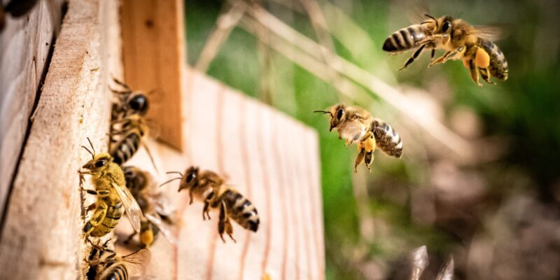 AnthonyIso10's tweet photo. A beekeeper's wife. Dilom Allanova has 7 years of experience in beekeeping. His main profession is teaching, but he spends his spare time in beekeeping. 
Зани занбӯрпарвар Диломро Алланова 7 сола таҷриба дорад. Пешаи асосии ӯ омӯзгорист, аммо  занбӯрпарварӣ ҳам мекунад. https://t.co/dK4cAj36wO