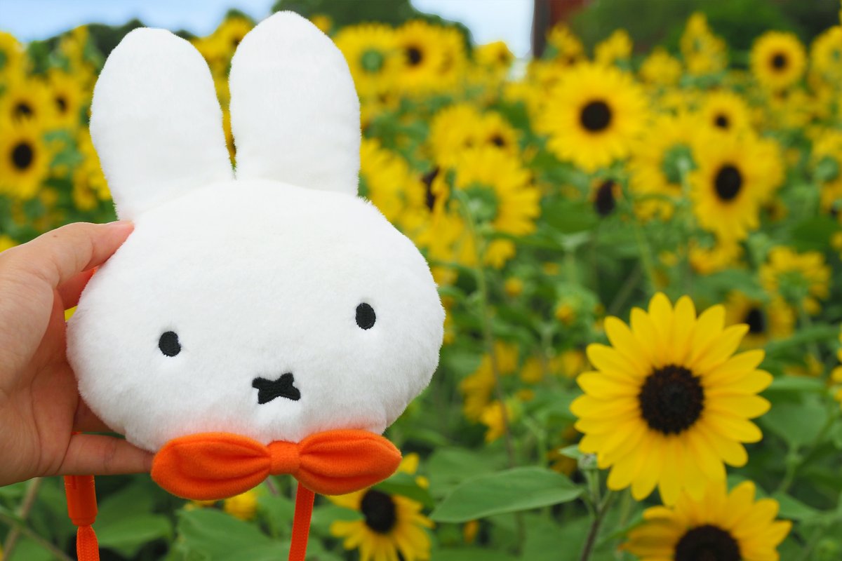 本日7/14（金）より販売開始❗ ＼ #ミッフィー の ”おかお ”モチーフの