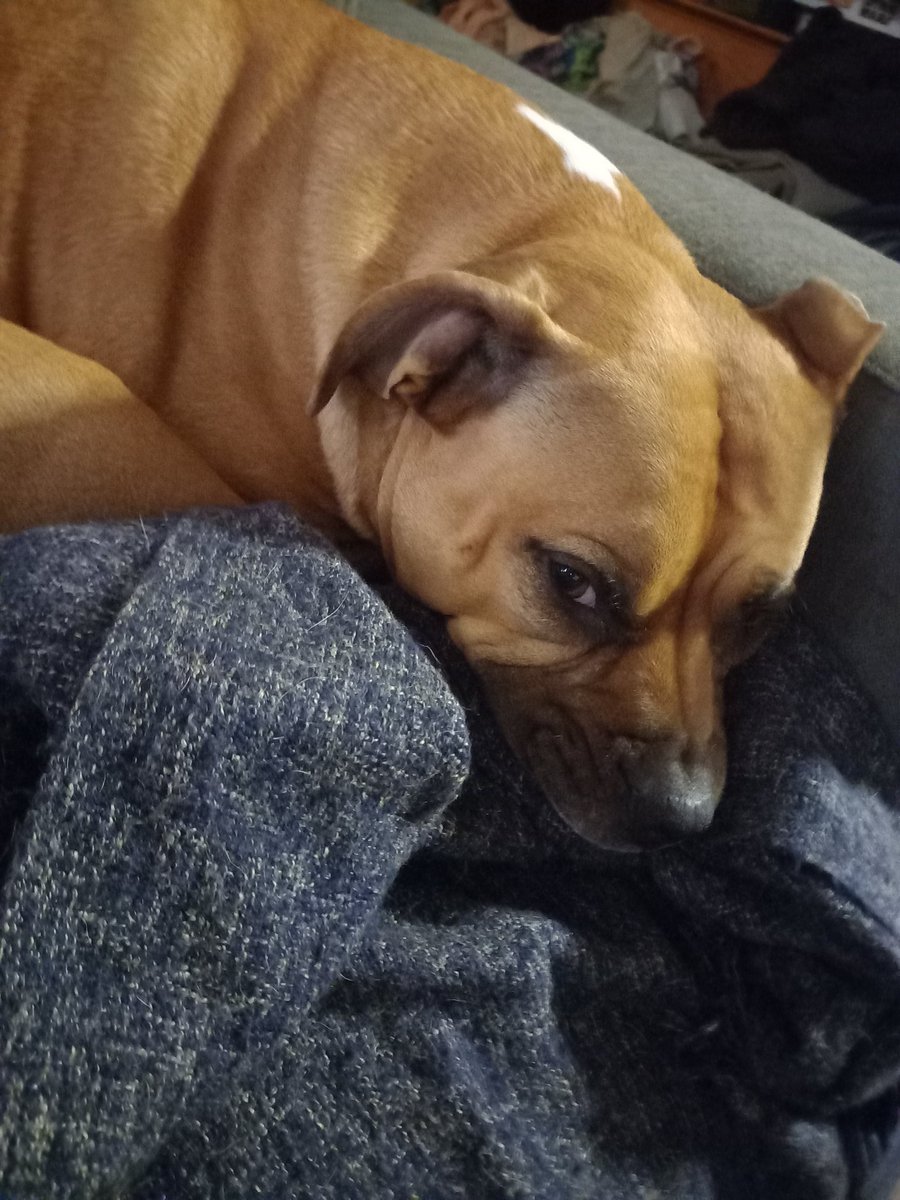 kool_kel1's tweet image. So sadly our sweet 3yo puppy gem has torn her ACL and the other one isn't looking good so we're up for thousands of dollars for surgery and unfortunately since I haven't been able to work 4 a year cause of my own injuries so couldn't afford pet insurance. #acceptingdonations