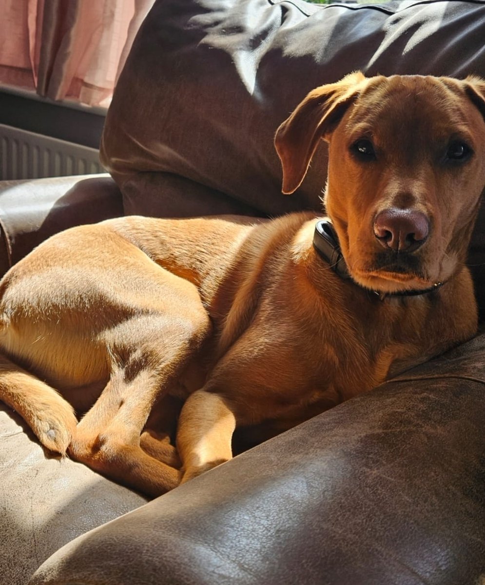 Anyone else’s dog always find a sun puddle to chill in?

Trent seems super happy with his comfy, sunny set up here!

📷 Neil Defty