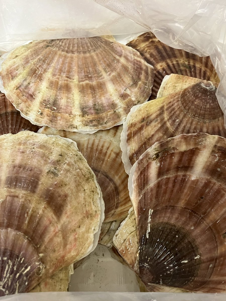 ReiChanneljp's tweet photo. やっと来た金曜日〜✨
ちょうど今朝、楽天で買った北海道産ホタテが届いたので今夜はホタテパーティー🎉

それにしても、箱に入ってた新聞の見出しがちょっと衝撃だった…😵

#いのちだいじに https://t.co/Ke1SJiSlyM