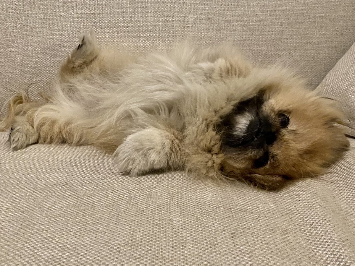 Magsabully's tweet photo. @chicathechih Sometime I let my people on the couch too…only sometimes https://t.co/bRJdfvgdFS