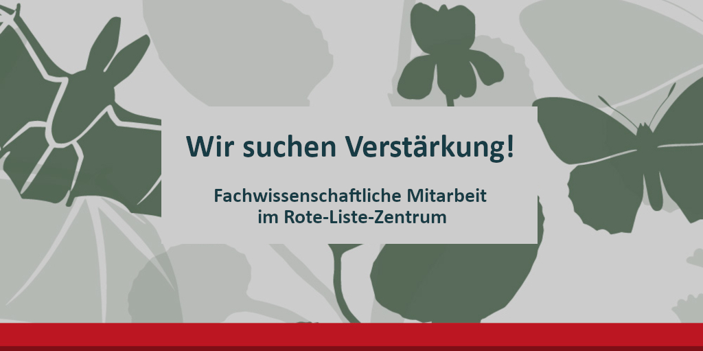 #Stellenangebot 🐾🪲🌿🍄Das Rote-Liste-Zentrum sucht 1 Biologin/Biologen oder Naturwissenschaftler/in mit sehr guter Artenkenntnis für eine Vollzeitstelle, TZ möglich.

Unser engagiertes Team freut sich auf eure Bewerbung! 

➡️ rote-liste-zentrum.de/de/Stellenange…
#Biologie #Naturschutz