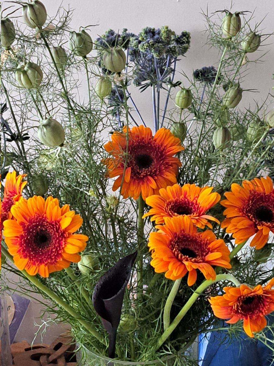 Today's #freshflowers from @gseflowers
Orange gerbera, blue mini thistle and seeded nigella.  And a radom black calla lily from the garden 😁