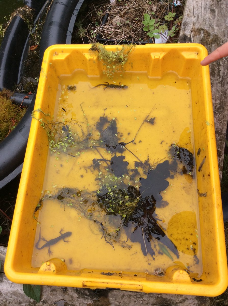EyfsLakeside's tweet photo. Some wetland forest school photos from this week. We had fun finding lots of newts and pond skaters. https://t.co/YjQskHN5FI