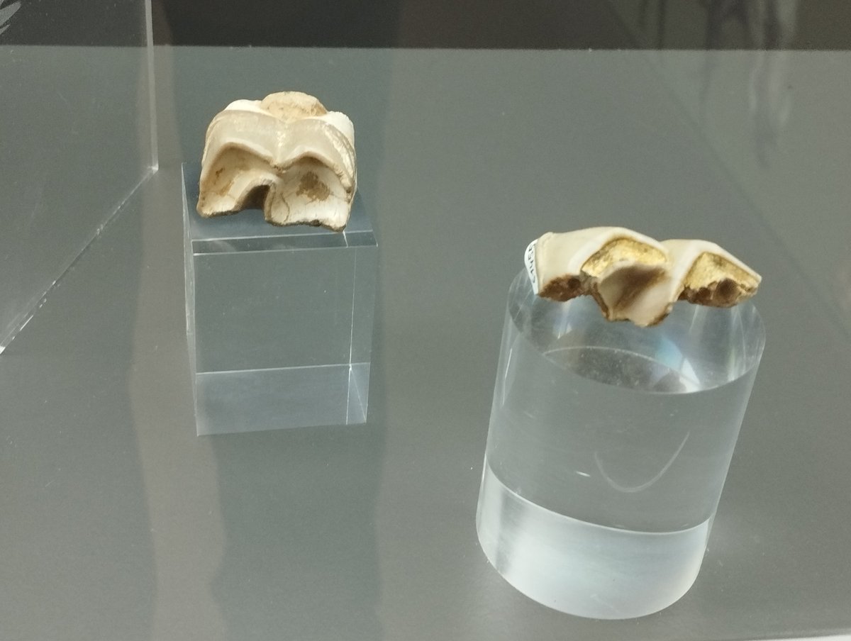 Fòssils d'Aceratherium incisivum, rinoceròntid del Miocè Mitjà Aragonià d'Europa (17,2-11,2 Ma), descoberts a l'Abocador de Can Mata (Els Hostalets de Pierola, Anoia) i exposats al Centre de Restauració i Interpretació Paleontològica (CRIP). #FossilFriday #Miocene #Perissodactyla