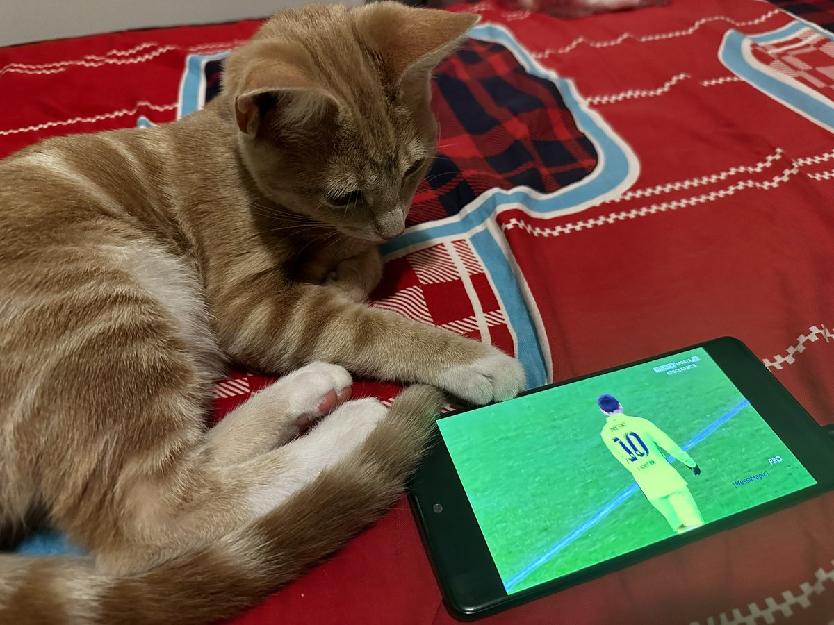 ShadowBurnzz's tweet photo. @MrBeast Is a picture of my cat watching Messi highlights cheating? https://t.co/tjKitsj57P